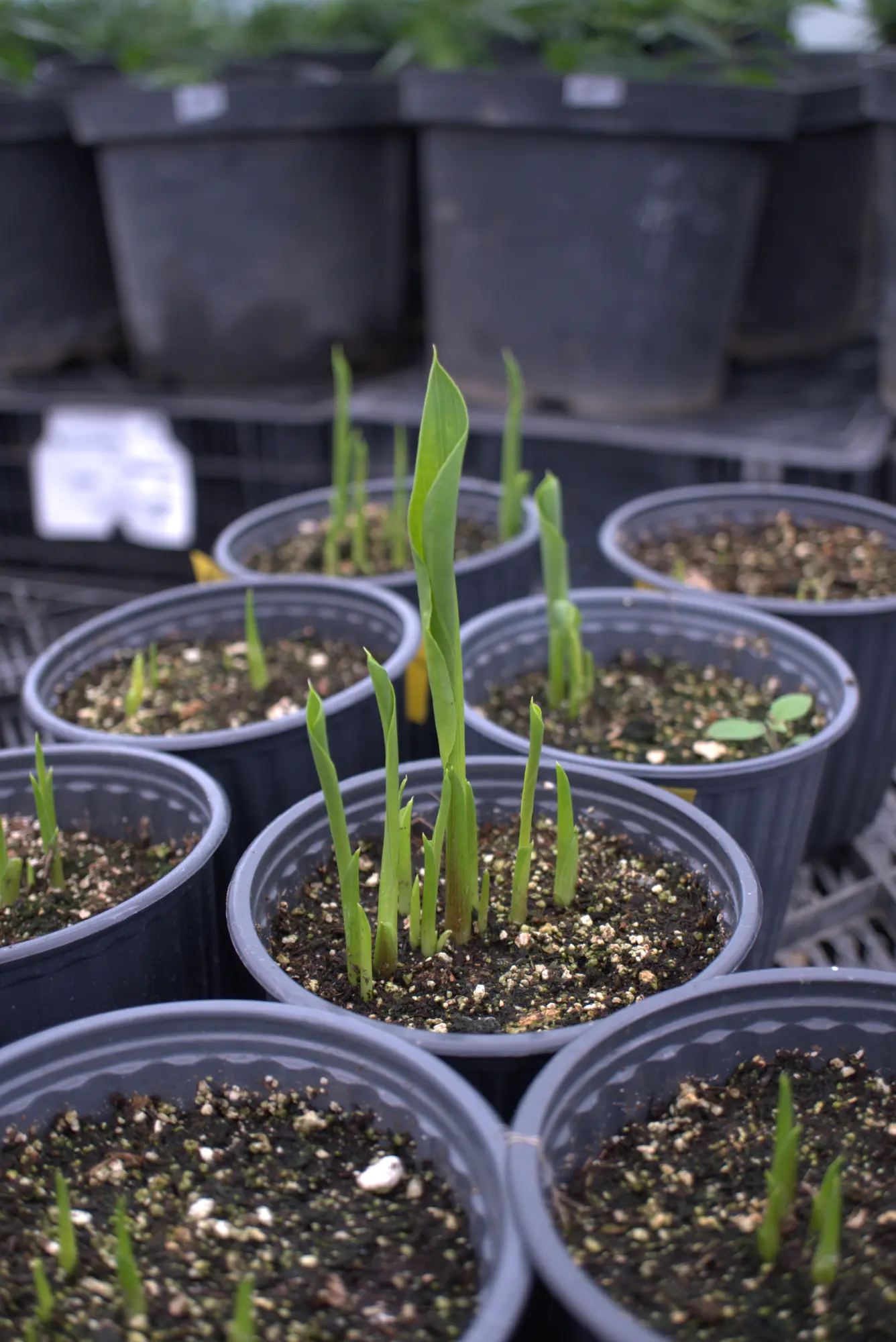 Plantas en seguimiento dentro del vivero de Neobiotek